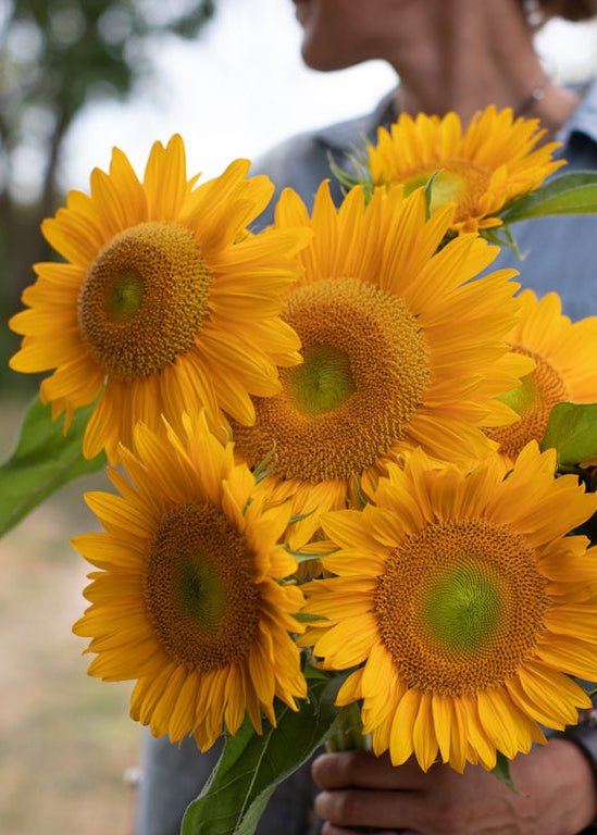 Sunflower ‘Sunrich Gold’ - Clementine Home Floral Gift