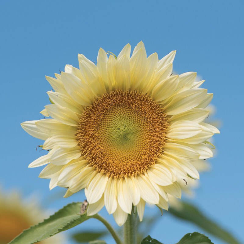 Sunflower - White Lite - Clementine Home Floral Gift