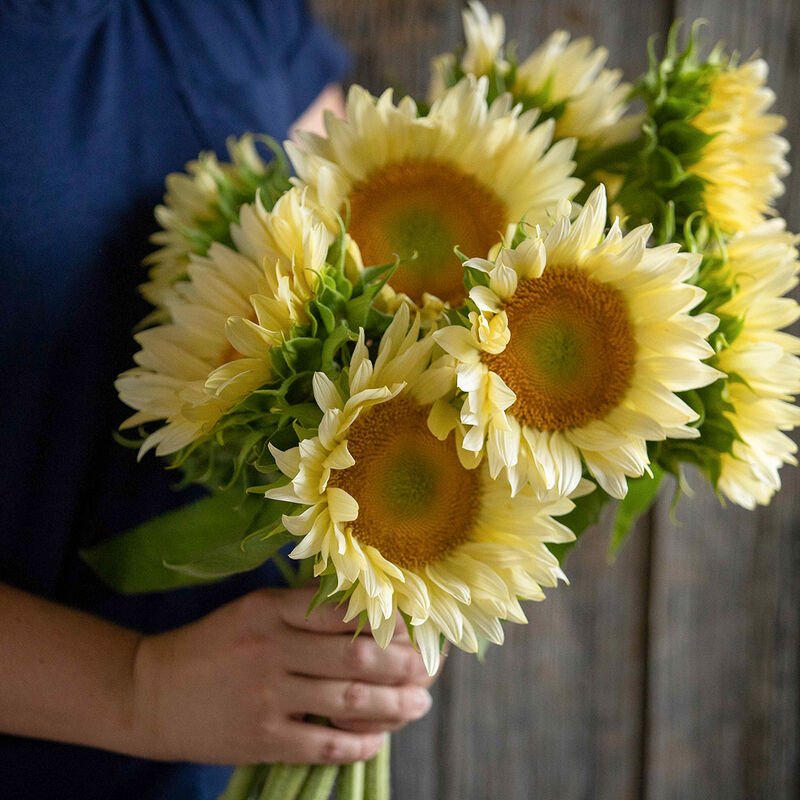 Sunflower - White Lite - Clementine Home Floral Gift
