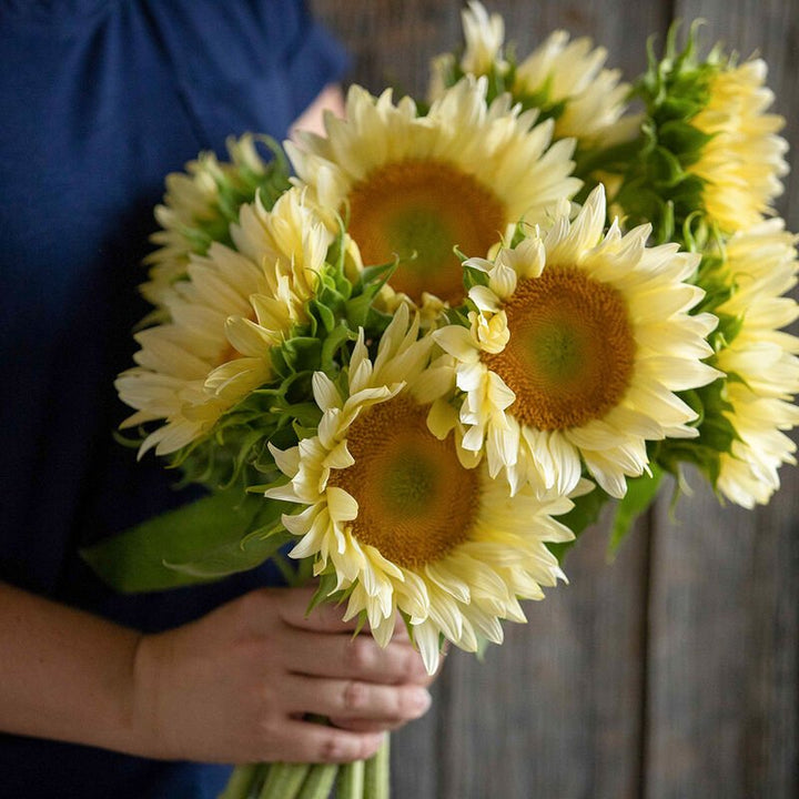 Sunflower - White Lite - Clementine Home Floral Gift