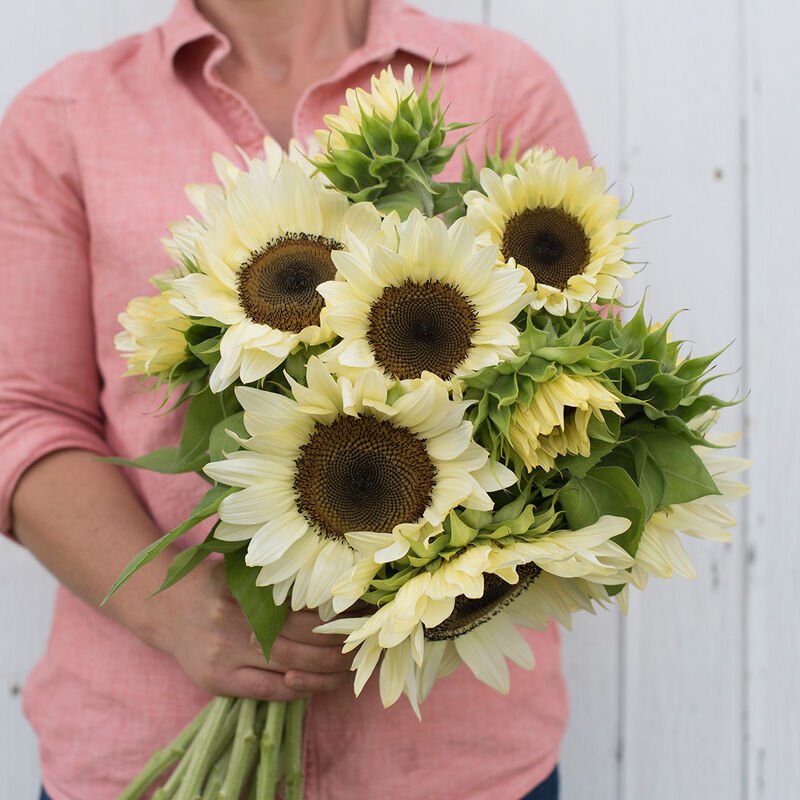 Sunflower - White Nite - Clementine Home Floral Gift