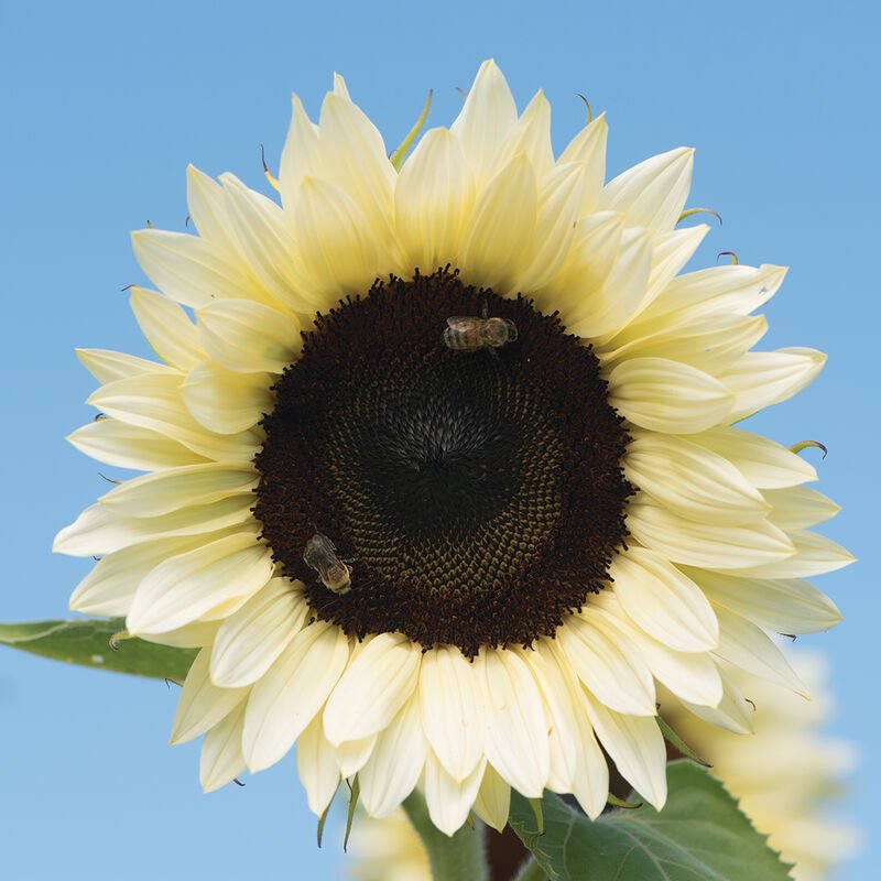 Sunflower - White Nite - Clementine Home Floral Gift