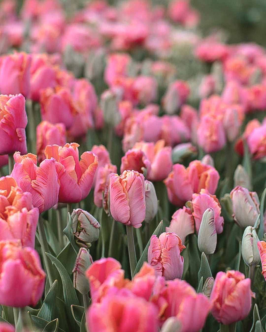 Tulip - Amazing Parrot - Clementine Home Floral Gift
