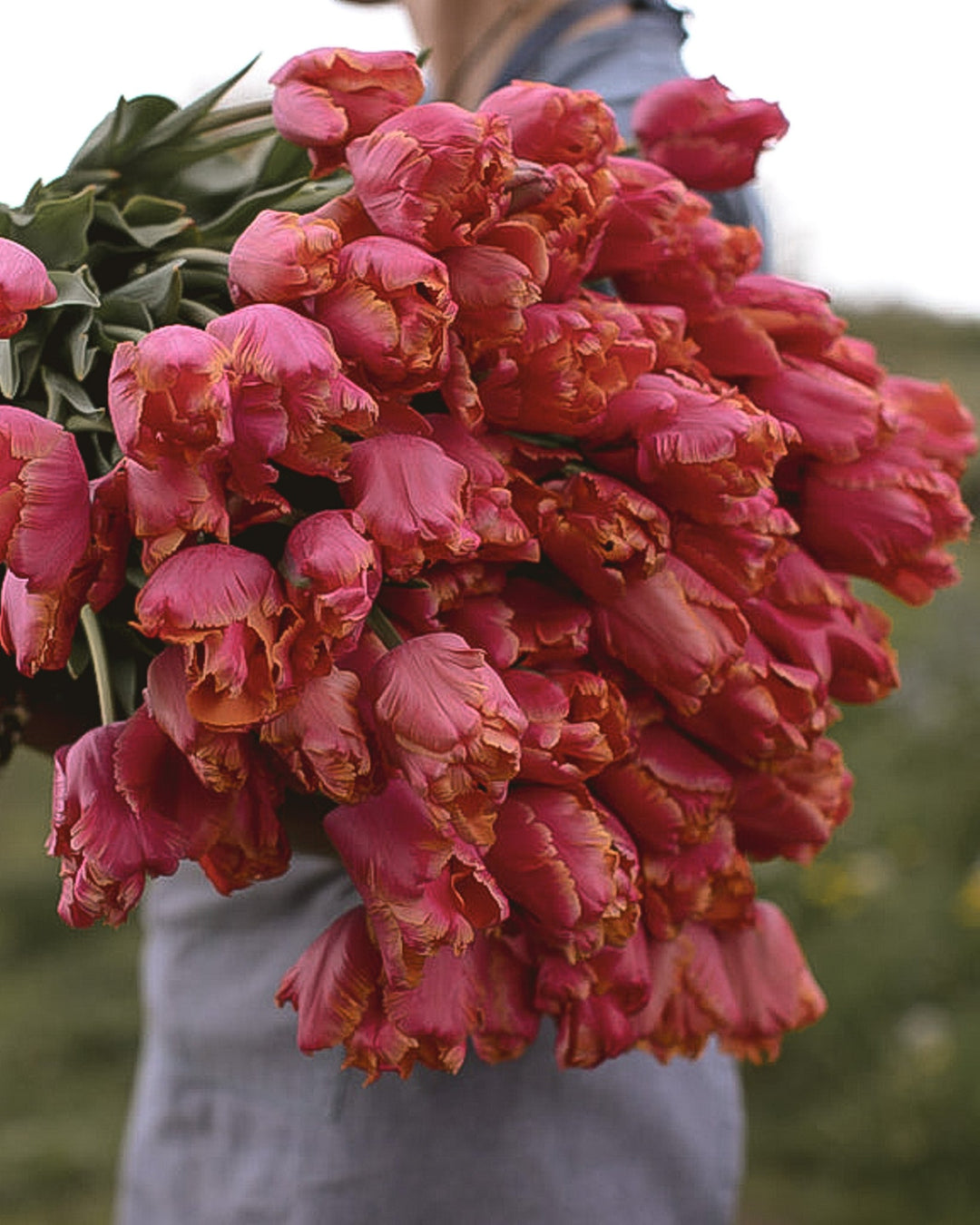 Tulip - Amazing Parrot - Clementine Home Floral Gift