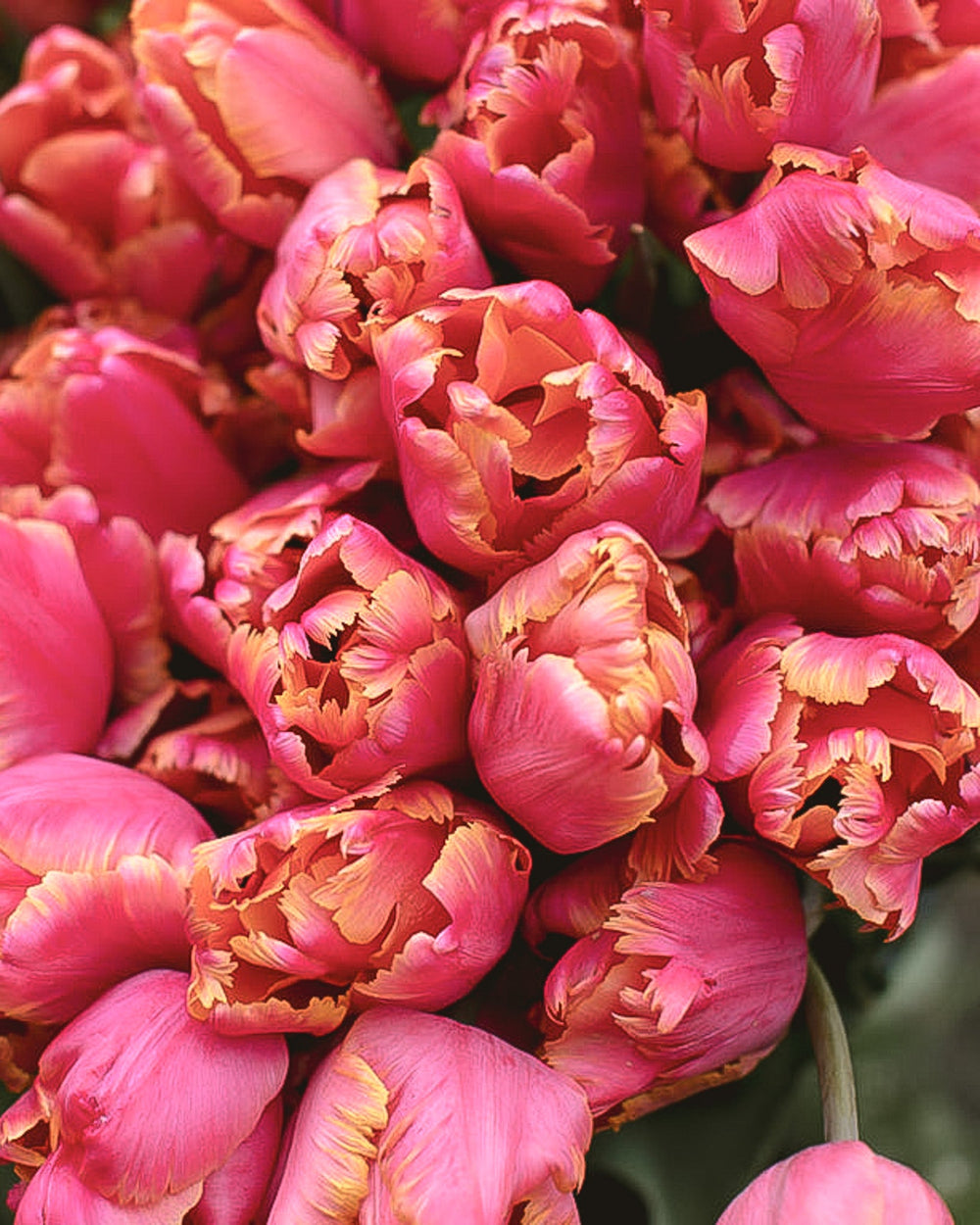 Tulip - Amazing Parrot - Clementine Home Floral Gift