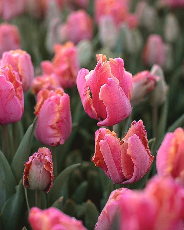 Tulip - Amazing Parrot - Clementine Home Floral Gift