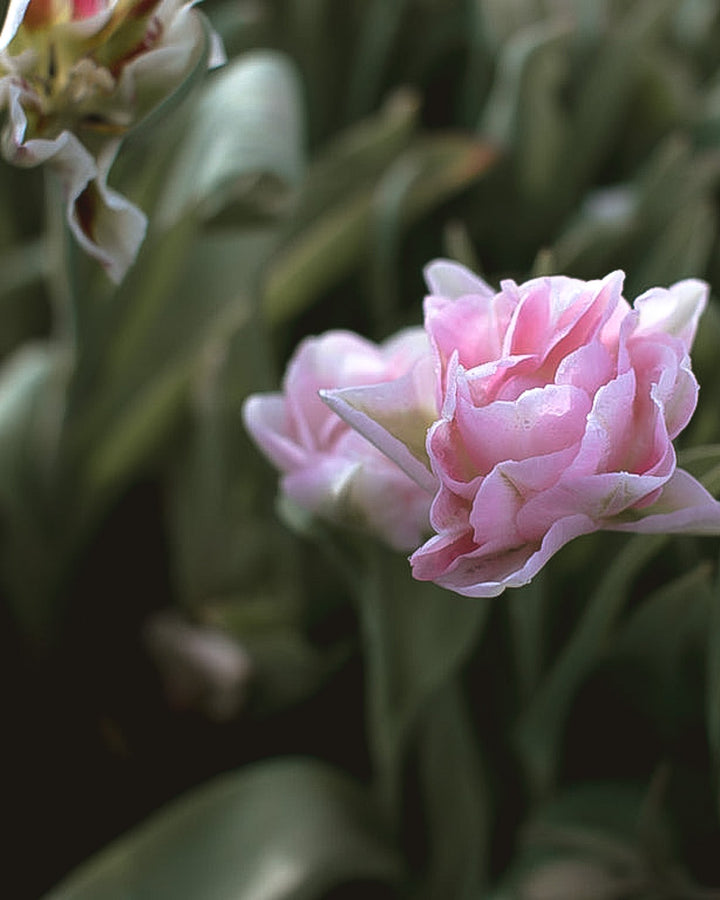 Tulip - Angelique - Clementine Home Floral Gift
