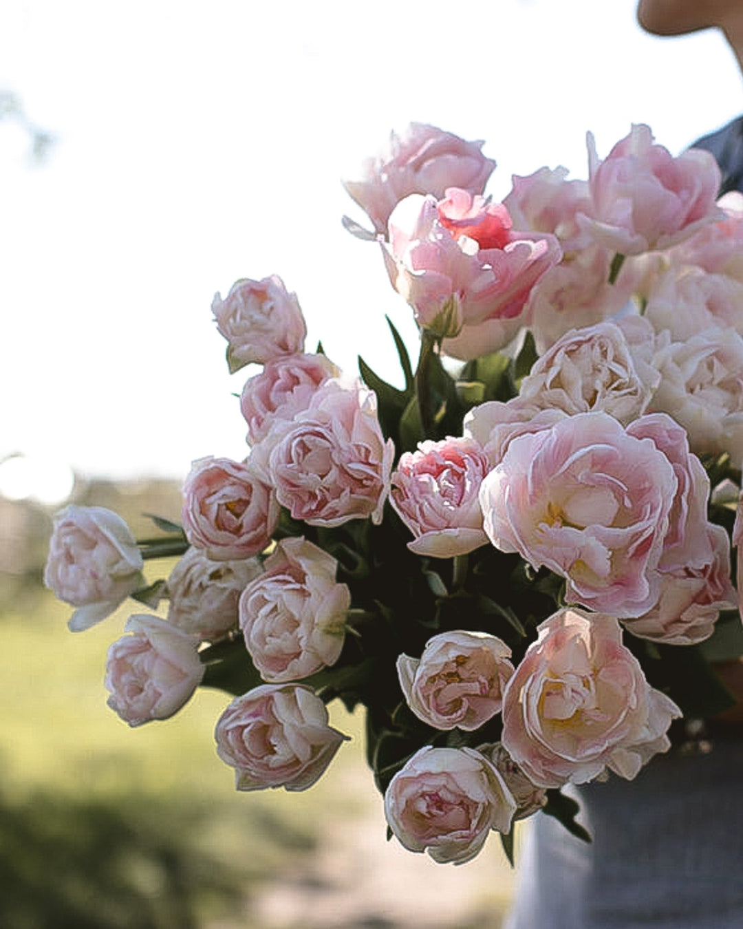 Tulip - Angelique - Clementine Home Floral Gift