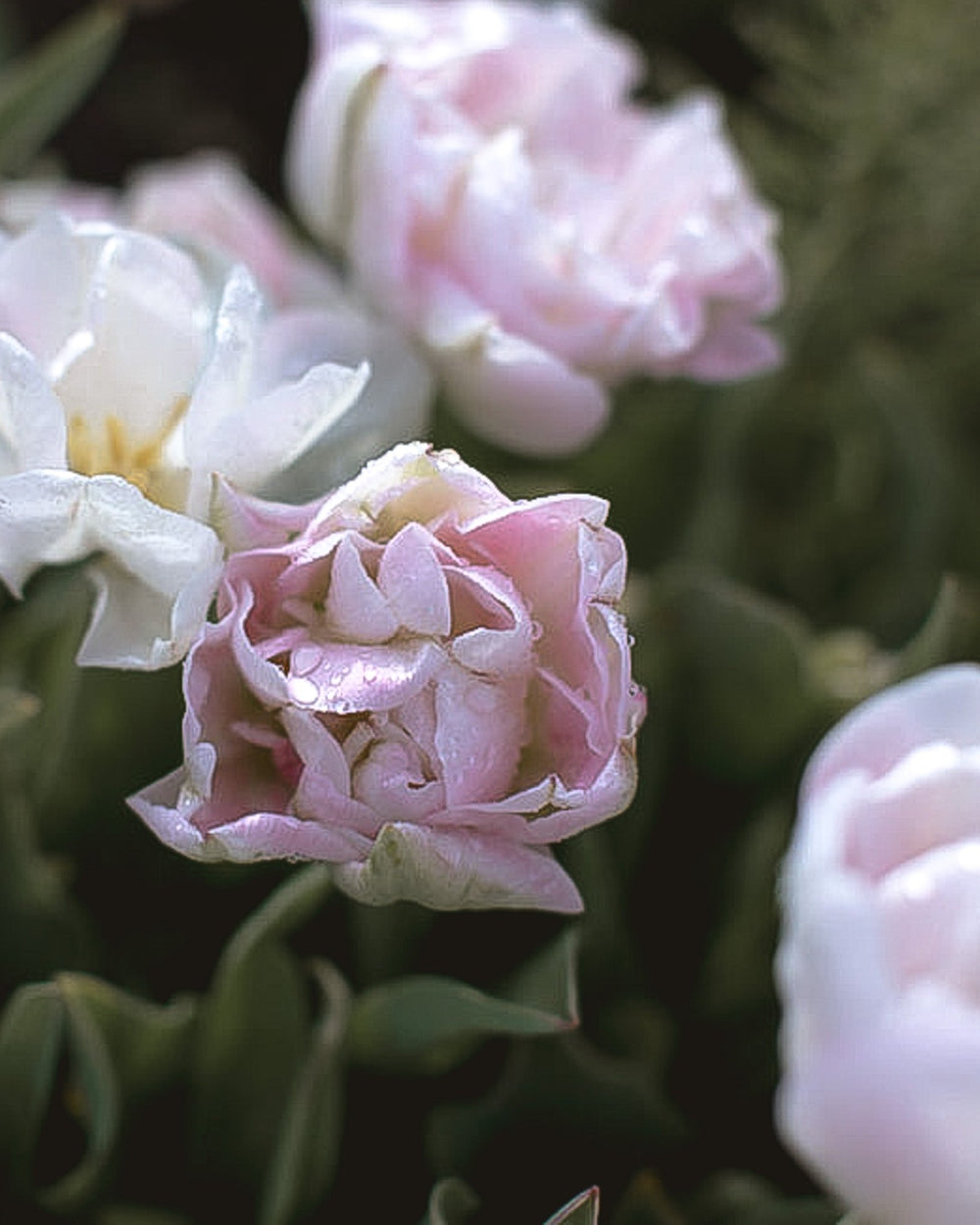 Tulip - Angelique - Clementine Home Floral Gift
