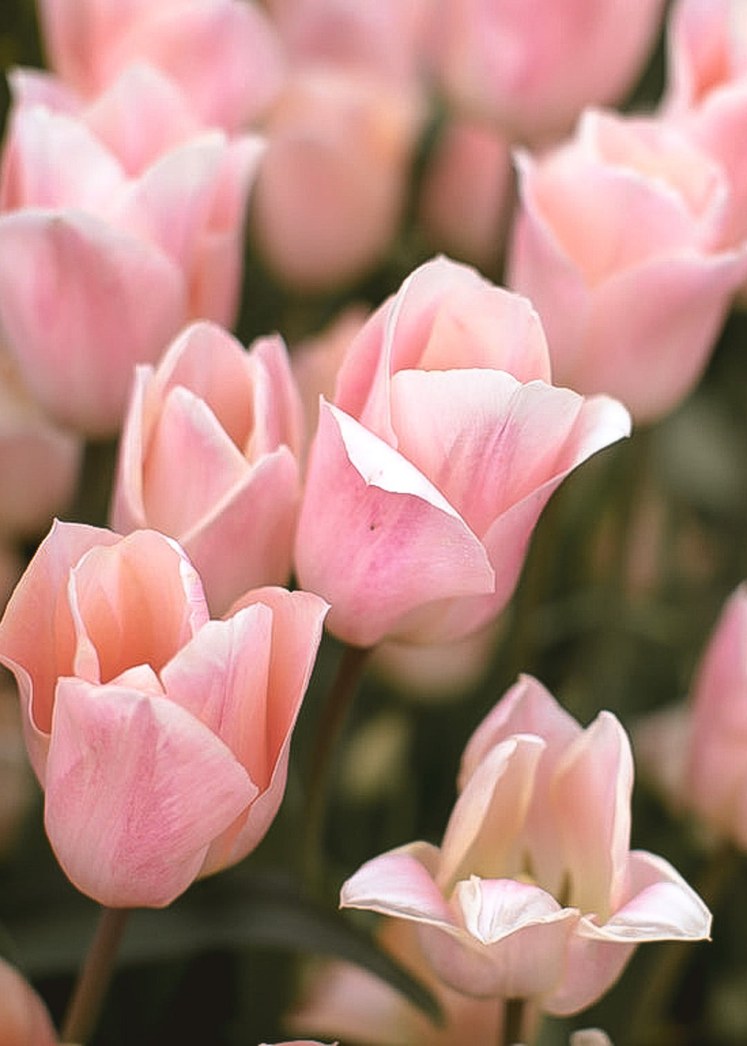 Tulip - Apricot Beauty - Clementine Home Floral Gift