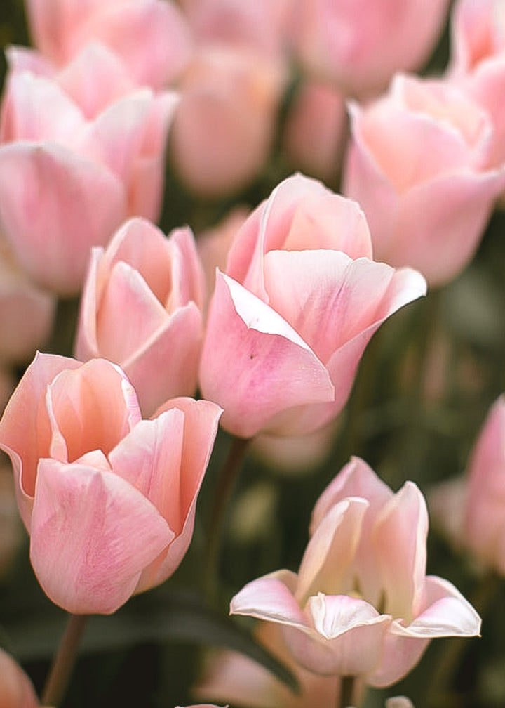 Tulip - Apricot Beauty - Clementine Home Floral Gift