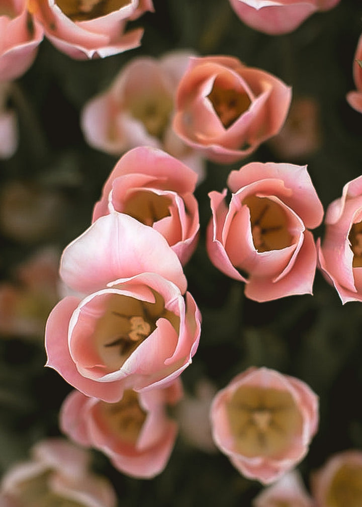 Tulip - Apricot Beauty - Clementine Home Floral Gift