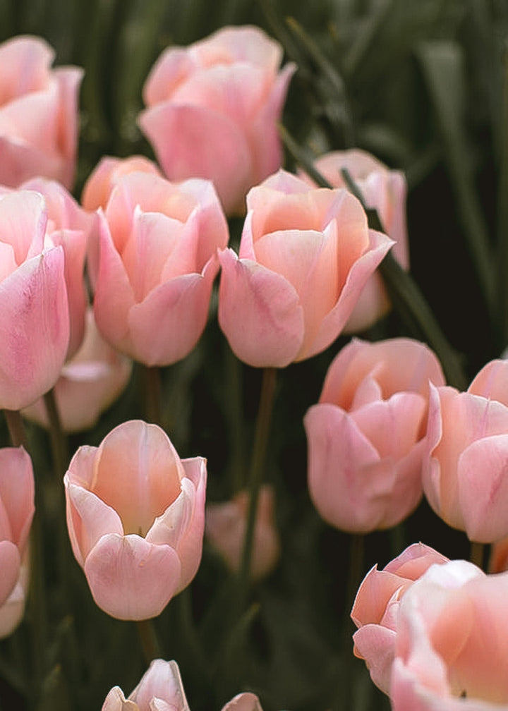 Tulip - Apricot Beauty - Clementine Home Floral Gift