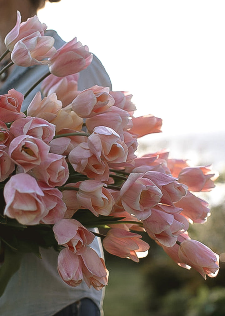 Tulip - Apricot Beauty - Clementine Home Floral Gift