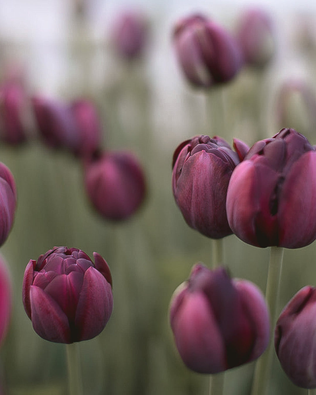 Tulip - Black Hero - Clementine Home Floral Gift