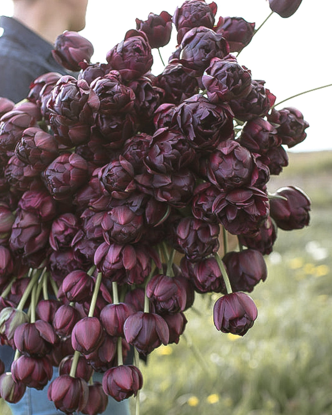 Tulip - Black Hero - Clementine Home Floral Gift