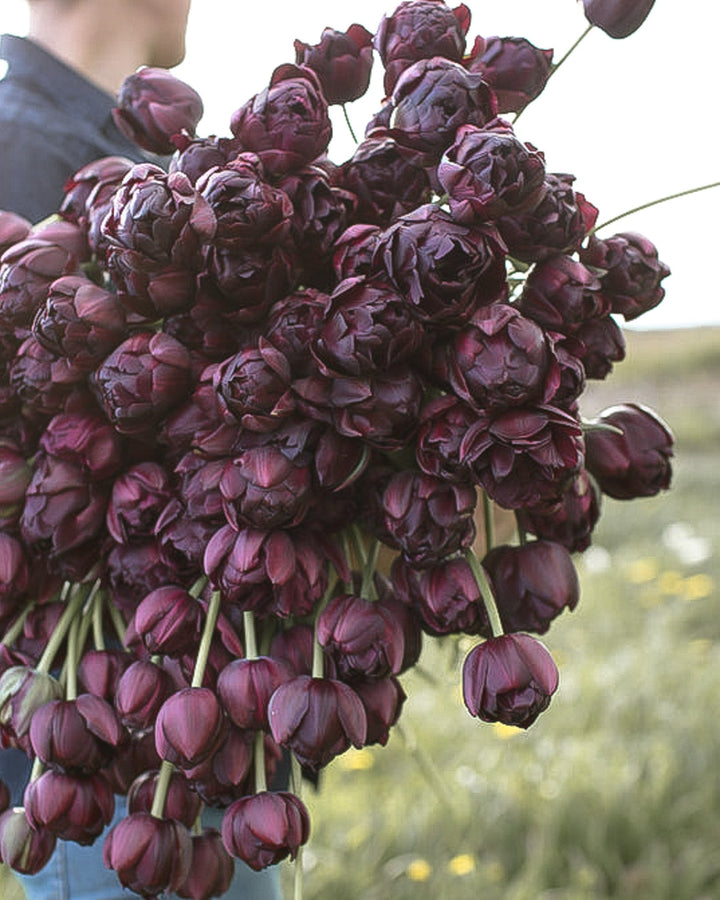 Tulip - Black Hero - Clementine Home Floral Gift