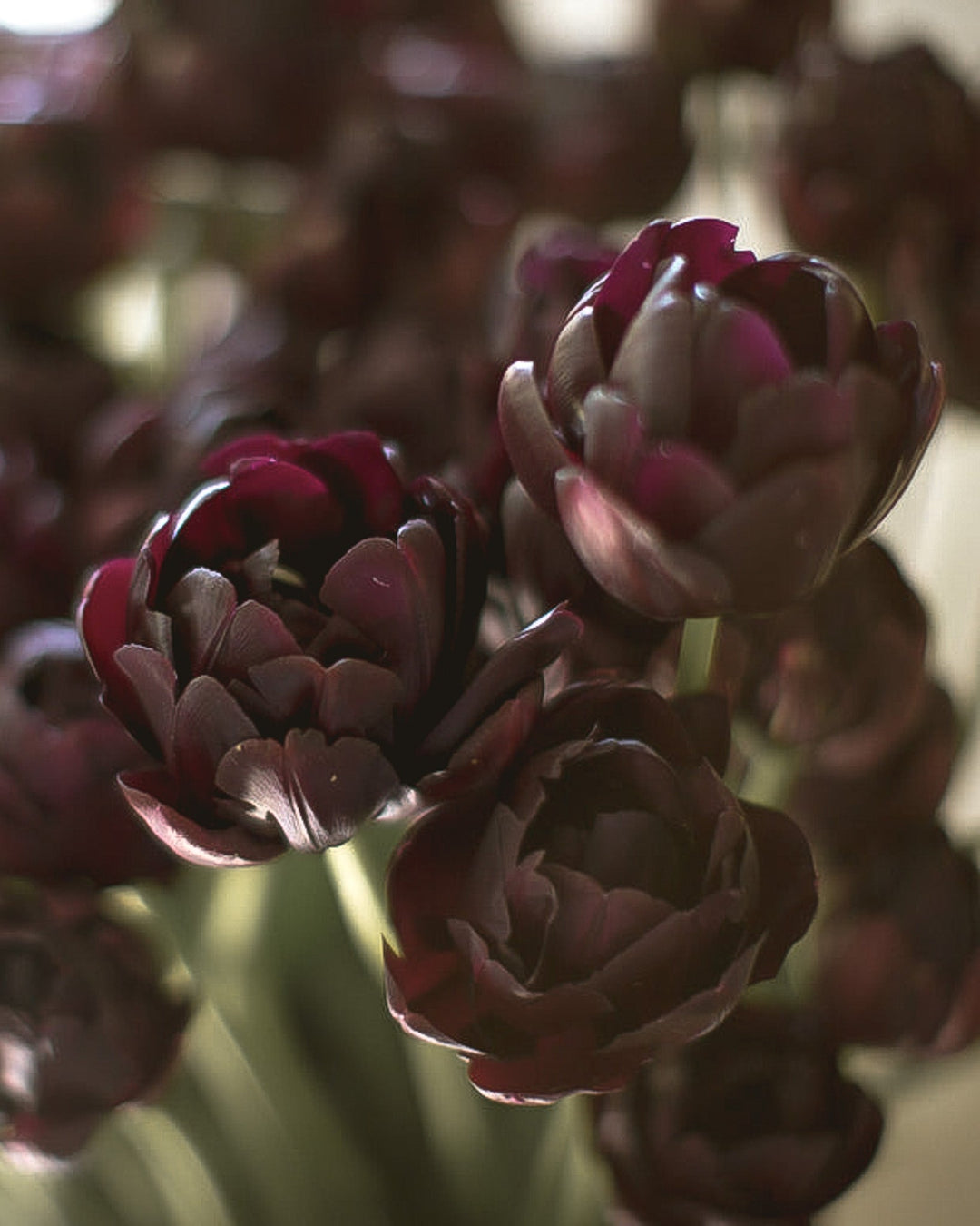 Tulip - Black Hero - Clementine Home Floral Gift