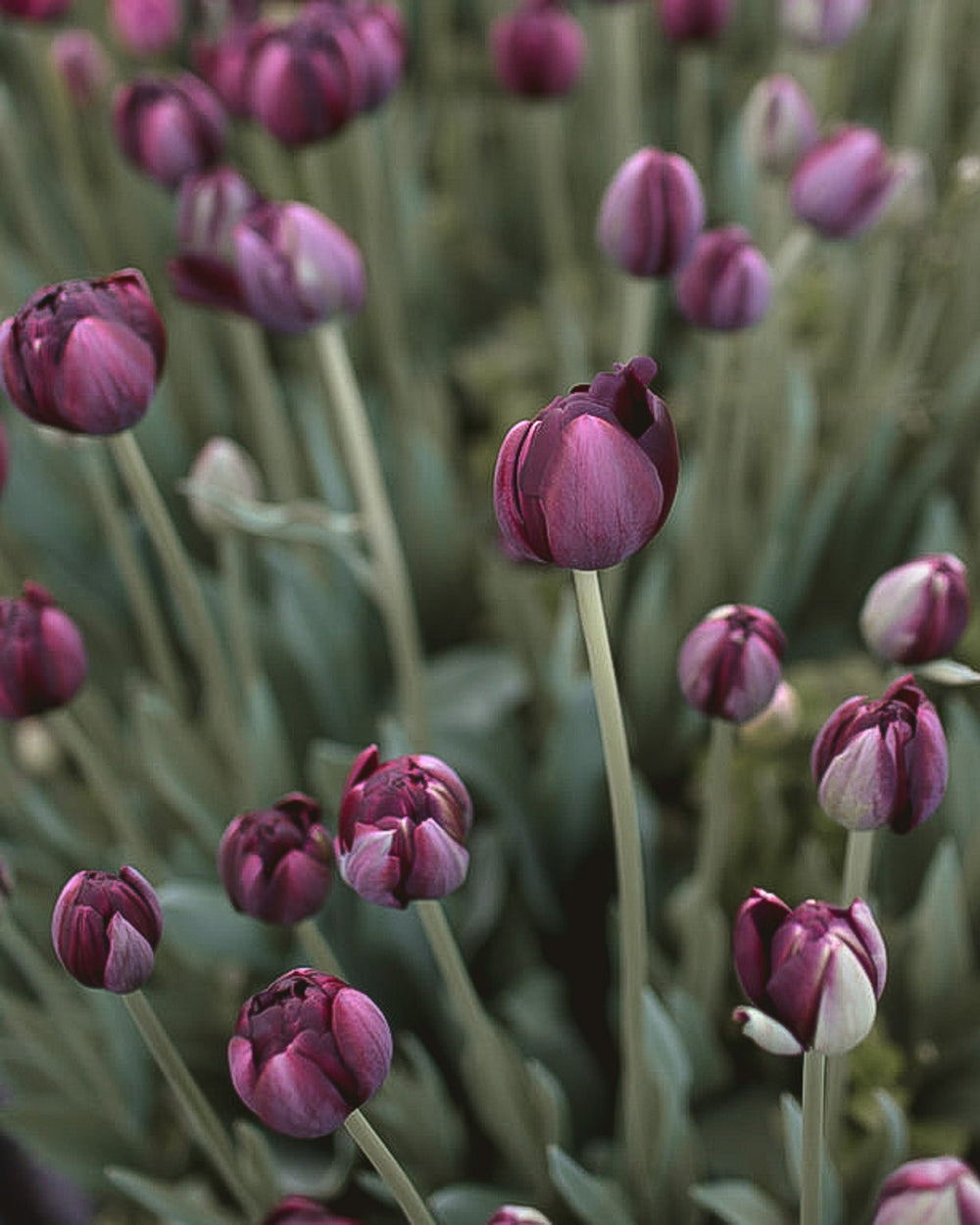 Tulip - Black Hero - Clementine Home Floral Gift