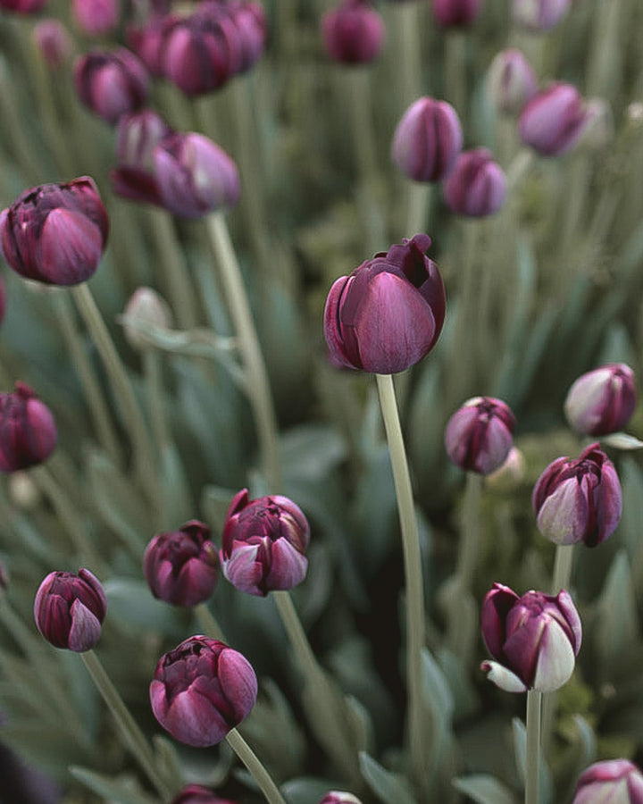 Tulip - Black Hero - Clementine Home Floral Gift