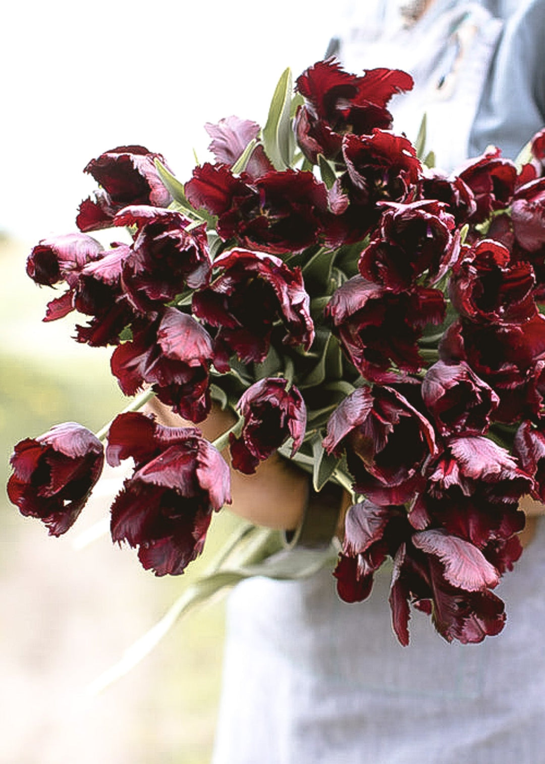 Tulip - Black Parrot - Clementine Home Floral Gift