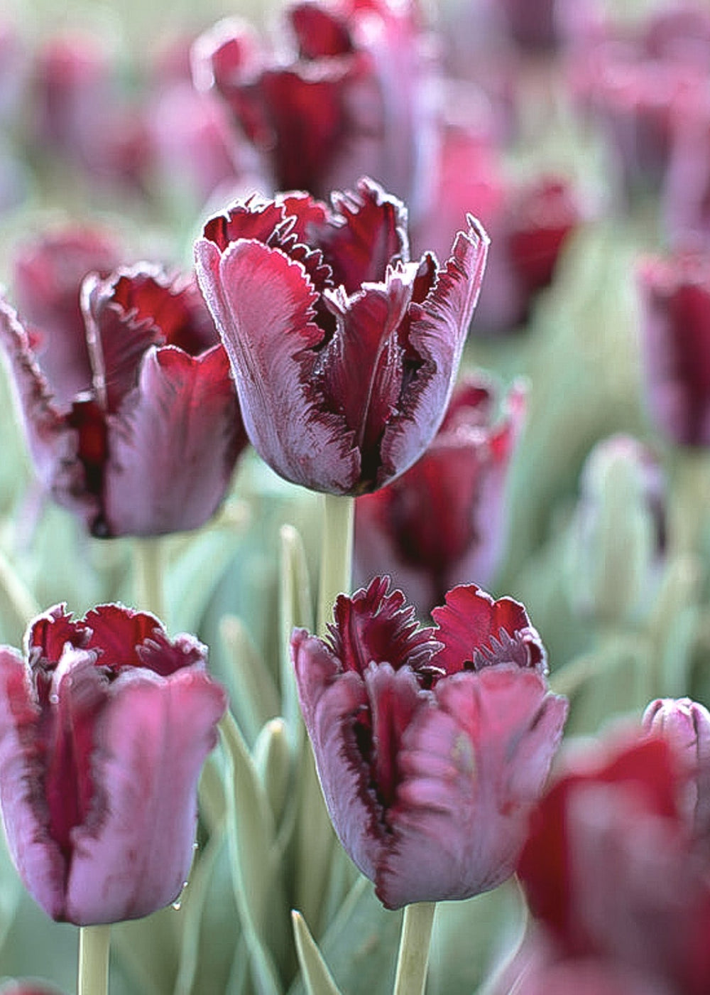 Tulip - Black Parrot - Clementine Home Floral Gift