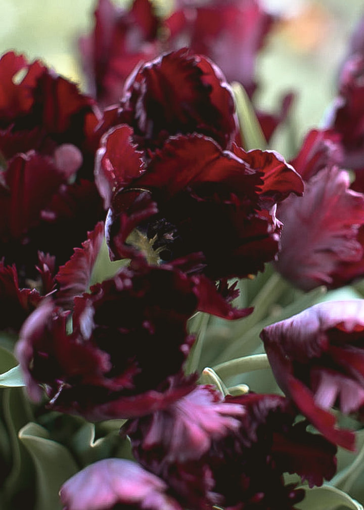 Tulip - Black Parrot - Clementine Home Floral Gift