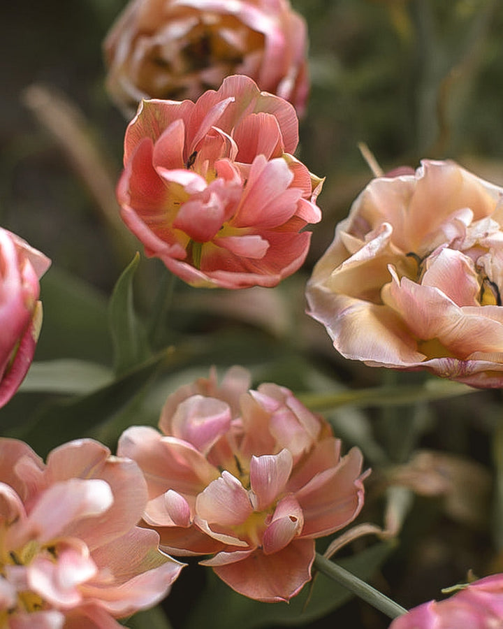 Tulip - Copper Image - Clementine Home Floral Gift
