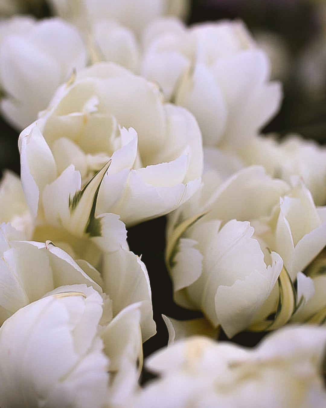 Tulip - Exotic Emperor - Clementine Home Floral Gift
