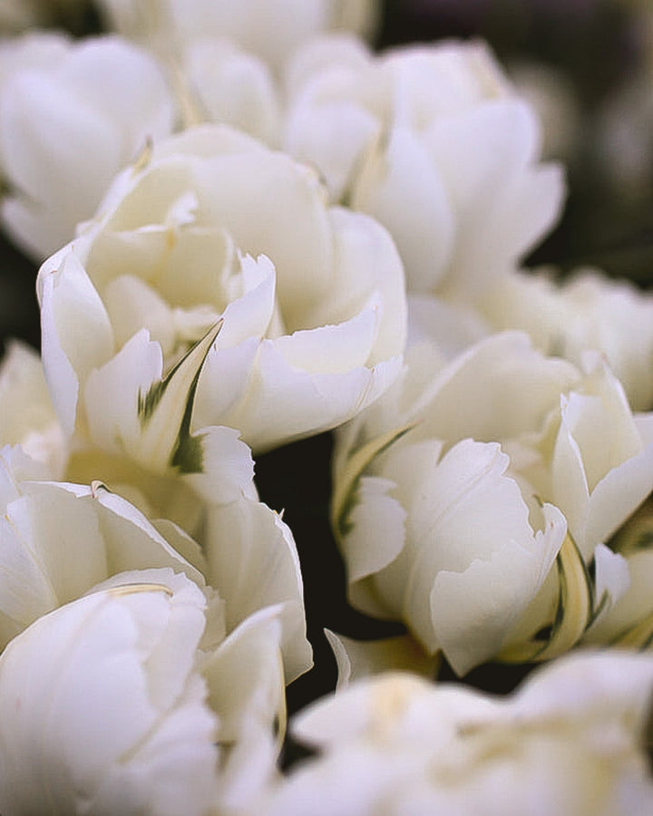 Tulip - Exotic Emperor - Clementine Home Floral Gift