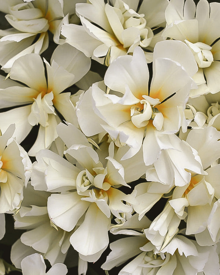 Tulip - Exotic Emperor - Clementine Home Floral Gift