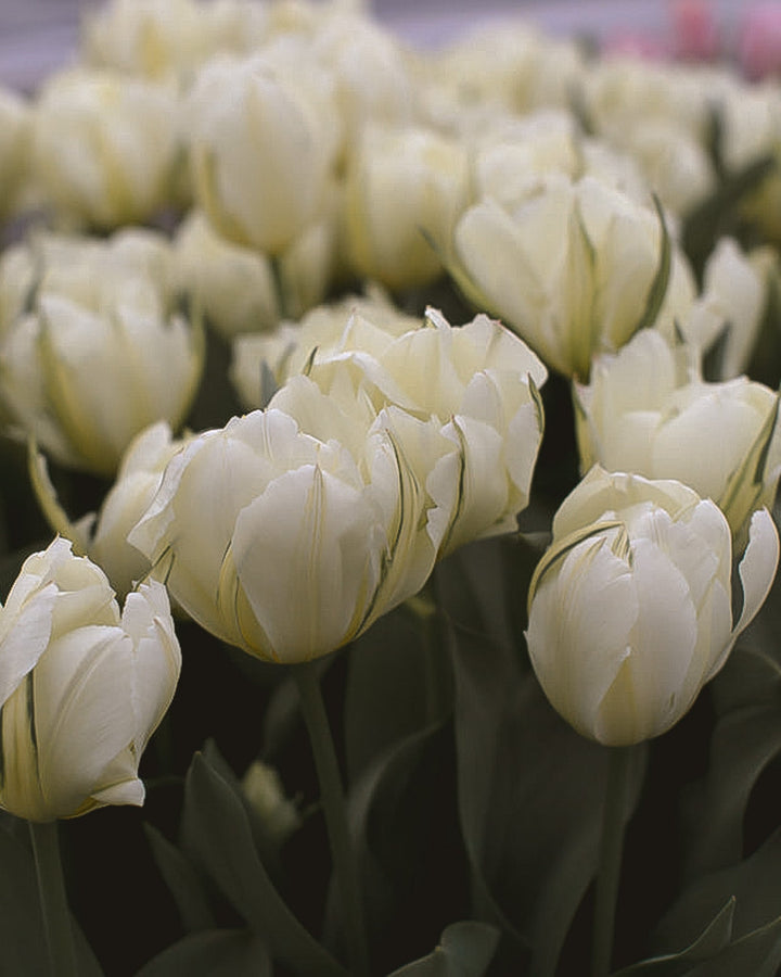 Tulip - Exotic Emperor - Clementine Home Floral Gift