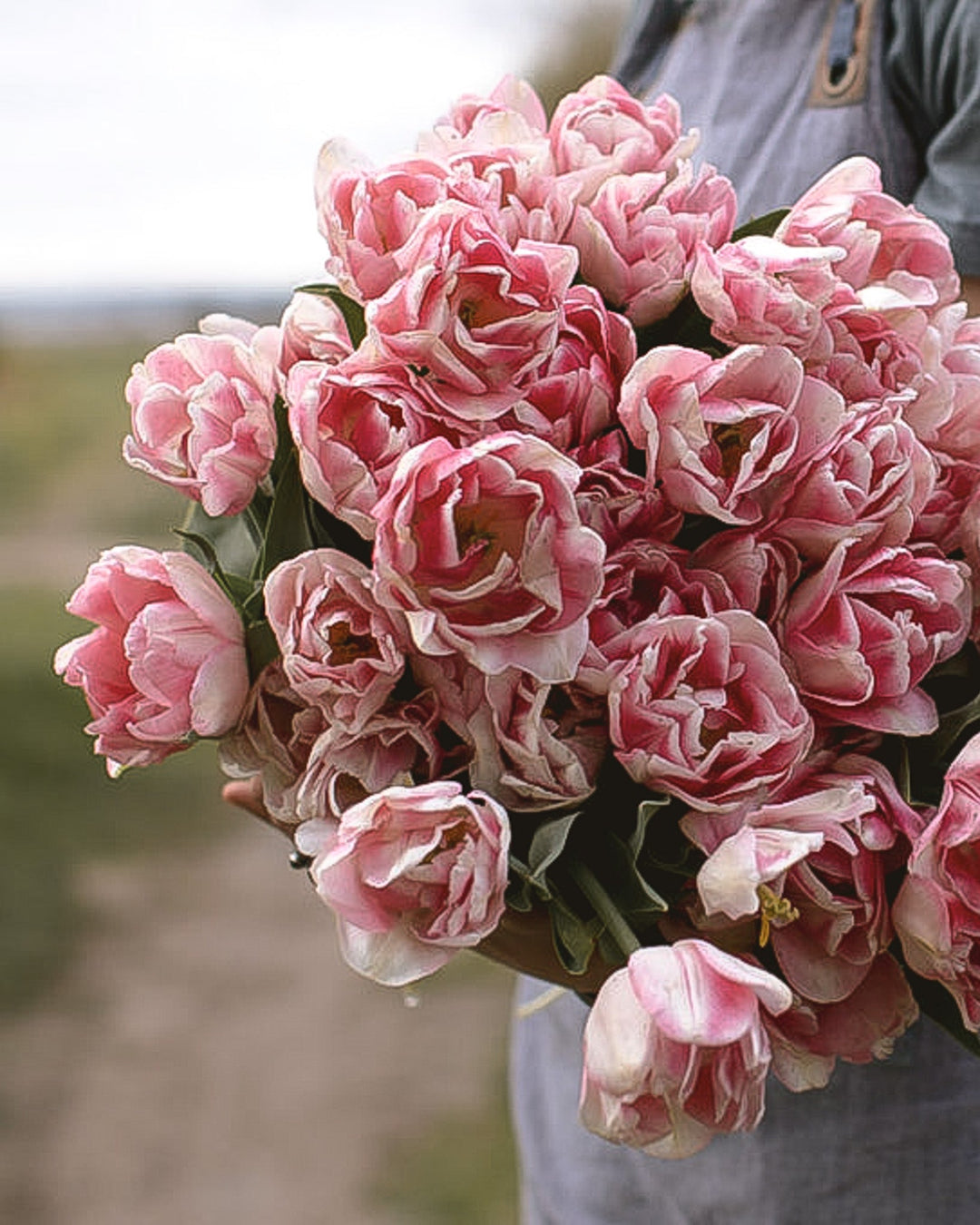 Tulip - Foxtrot - Clementine Home Floral Gift
