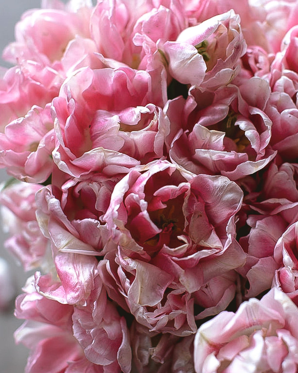 Tulip - Foxtrot - Clementine Home Floral Gift