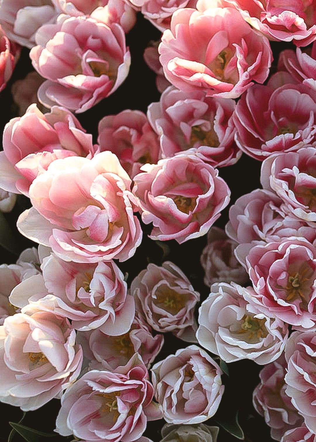 Tulip - Foxtrot - Clementine Home Floral Gift
