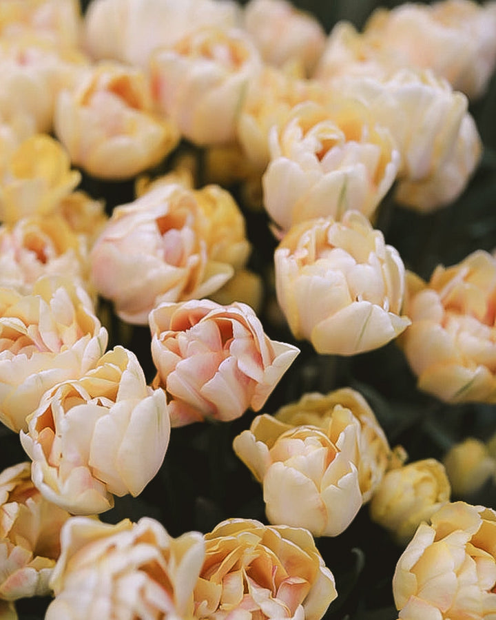 Tulip - Foxy Foxtrot - Clementine Home Floral Gift