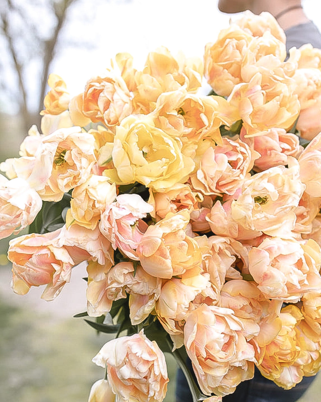 Tulip - Foxy Foxtrot - Clementine Home Floral Gift