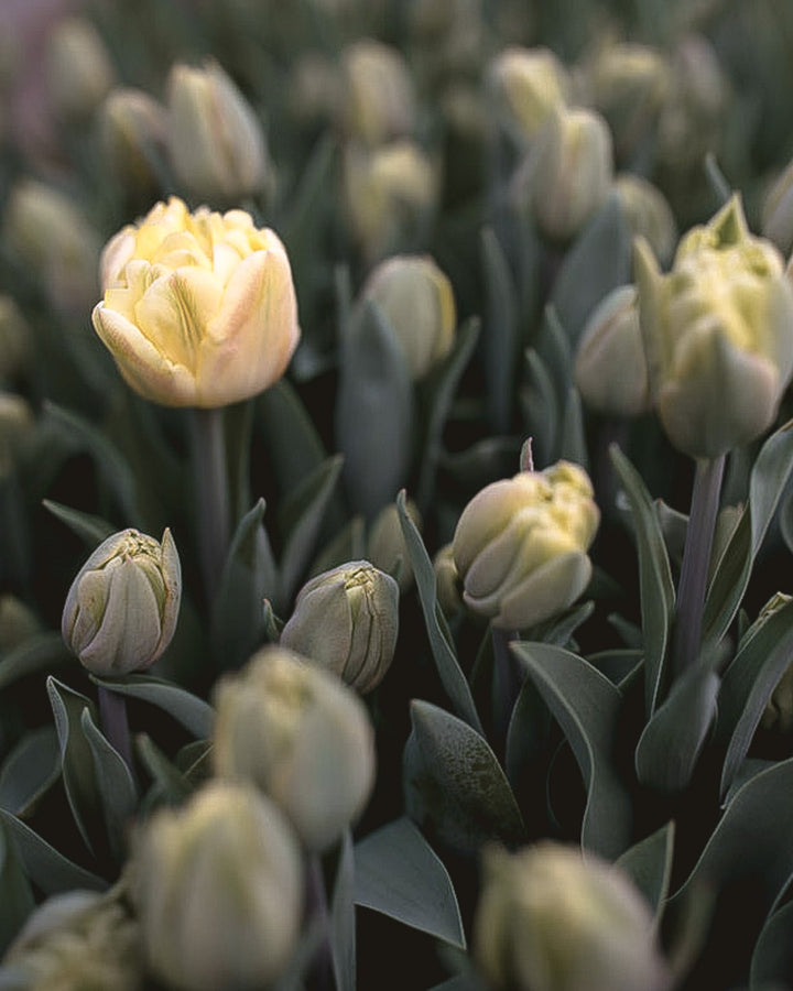 Tulip - Foxy Foxtrot - Clementine Home Floral Gift