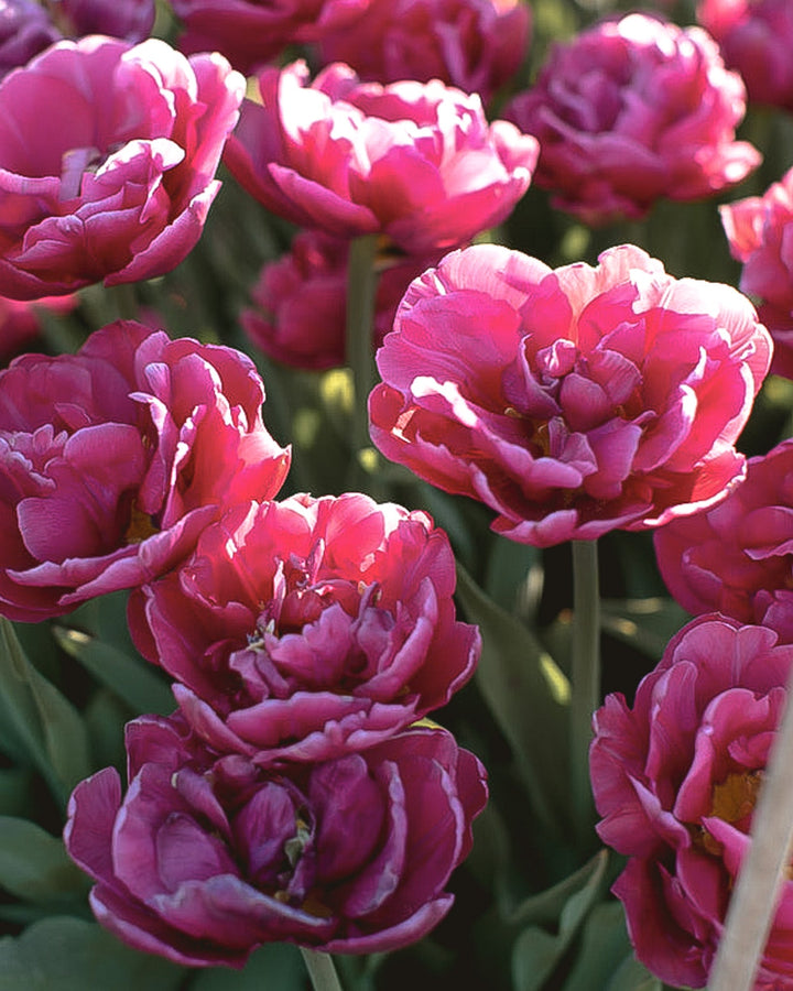 Tulip - Margarita - Clementine Home Floral Gift