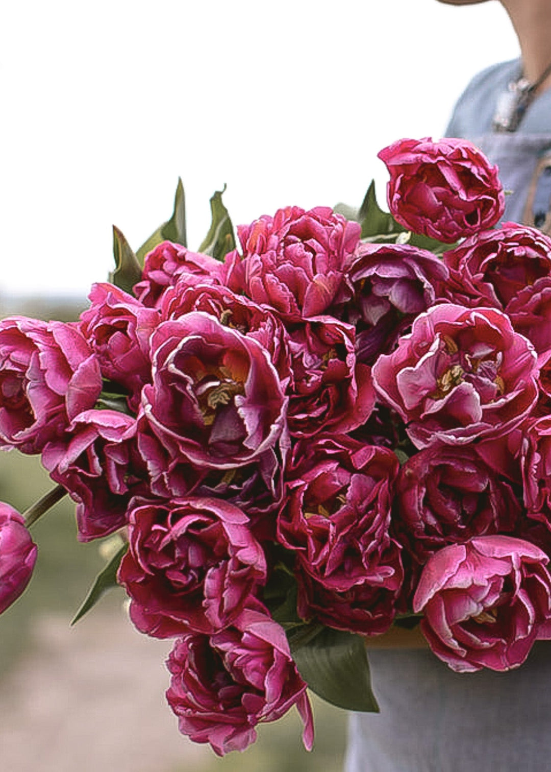 Tulip - Margarita - Clementine Home Floral Gift