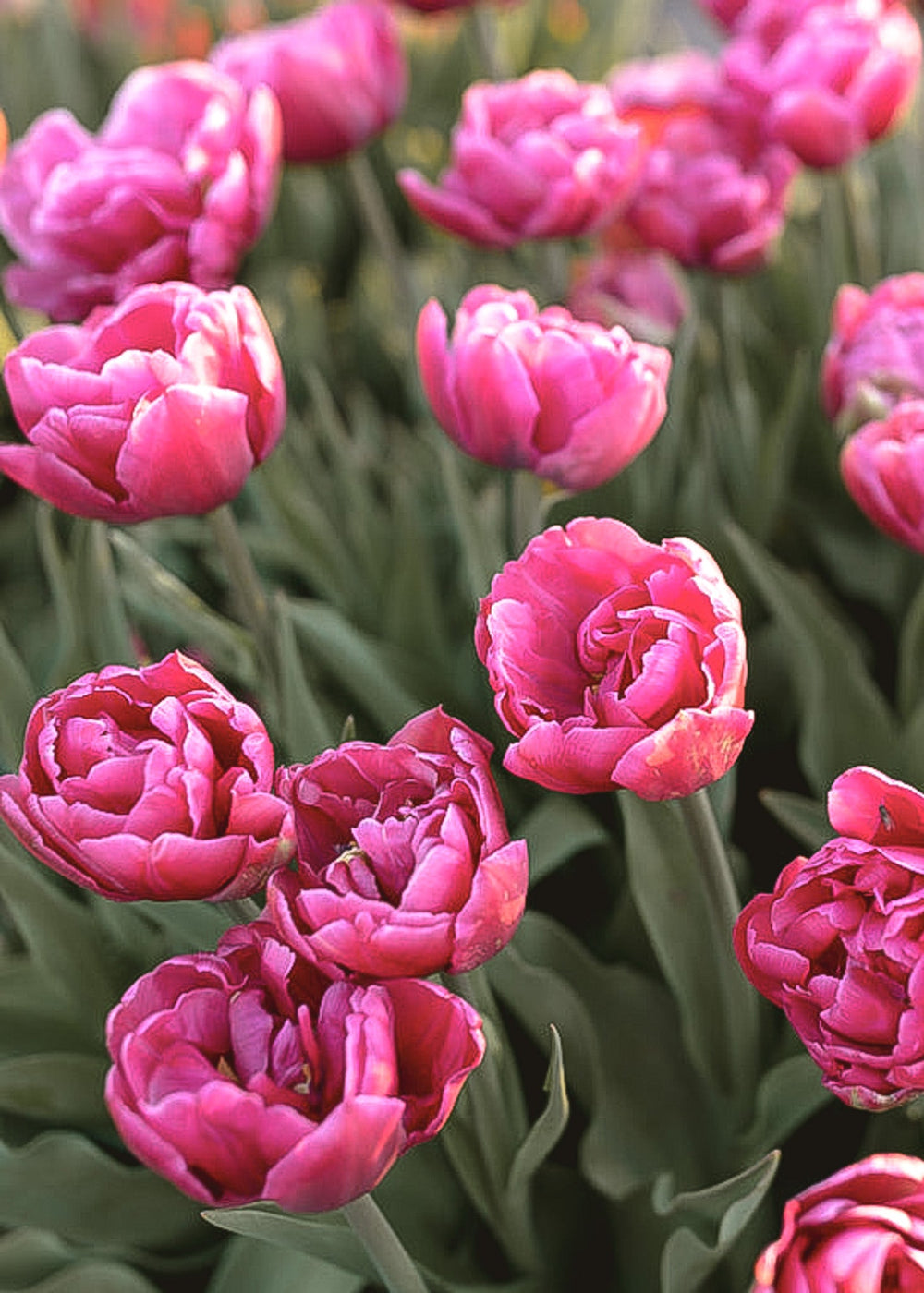 Tulip - Margarita - Clementine Home Floral Gift