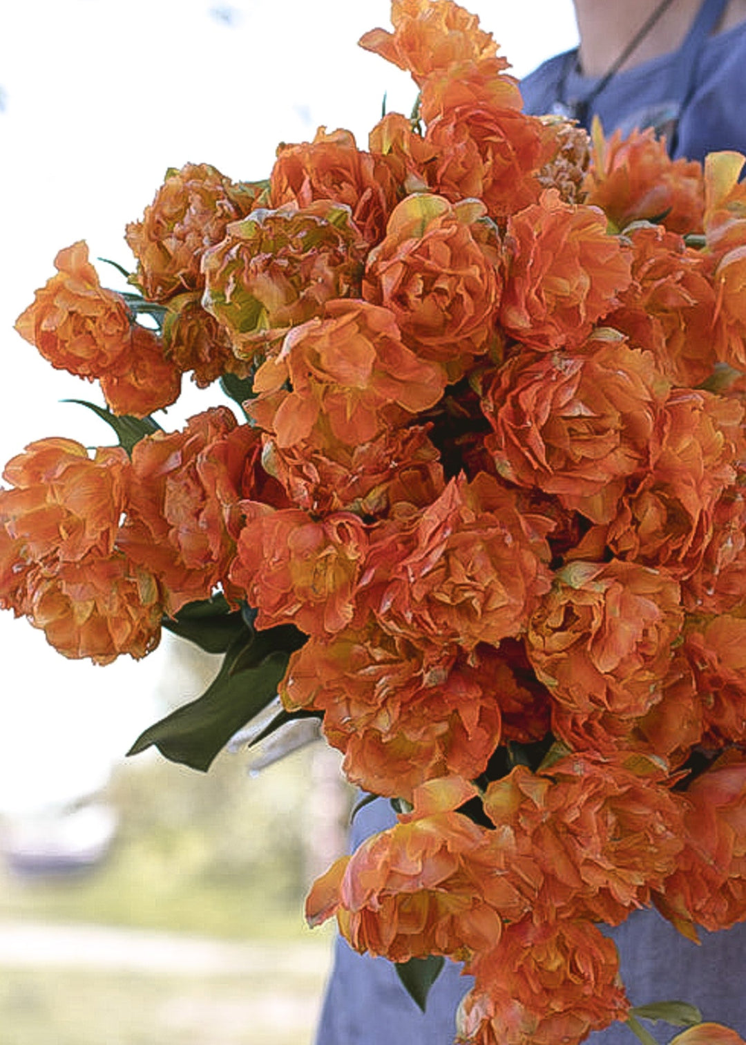 Tulip - Orca - Clementine Home Floral Gift