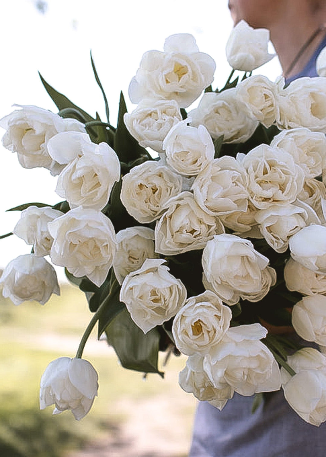 Tulip - White Heart - Clementine Home Floral Gift