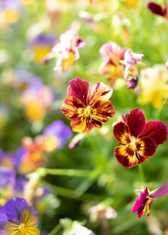 Viola ‘Brush Strokes’ - Clementine Home Floral Gift