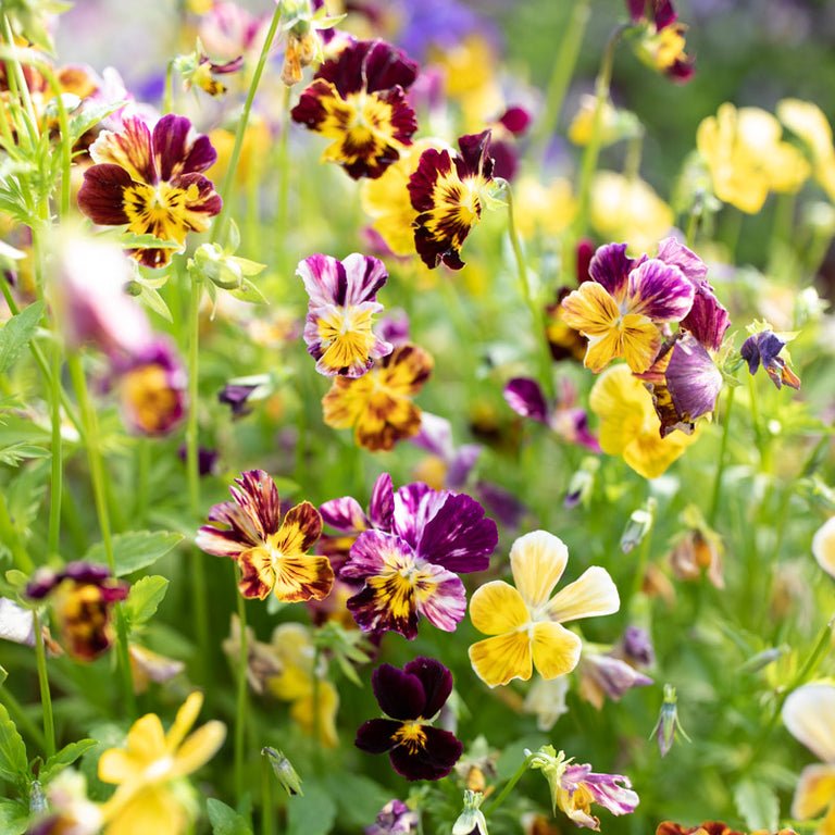 Viola ‘Brush Strokes’ - Clementine Home Floral Gift