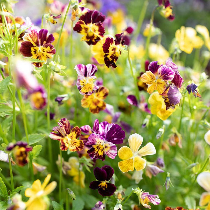 Viola ‘Brush Strokes’ - Clementine Home Floral Gift