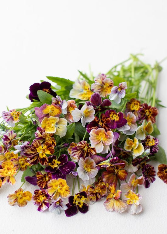 Viola ‘Brush Strokes’ - Clementine Home Floral Gift