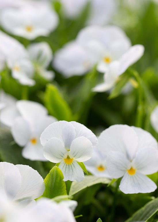 Viola ‘Gem Heavenly Blue’ - Clementine Home Floral Gift