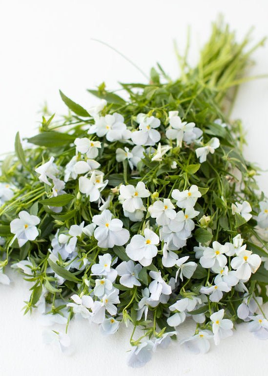 Viola ‘Gem Heavenly Blue’ - Clementine Home Floral Gift