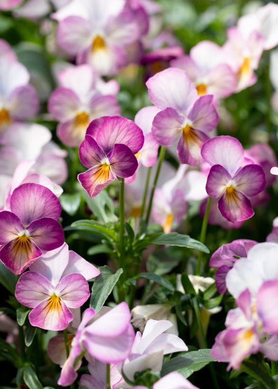 Viola ‘Gem Pink Antique’ - Clementine Home Floral Gift